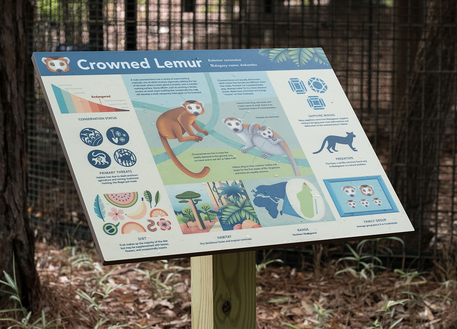 A photo of an infographic about Crowned Lemurs, located on the DLC tour path