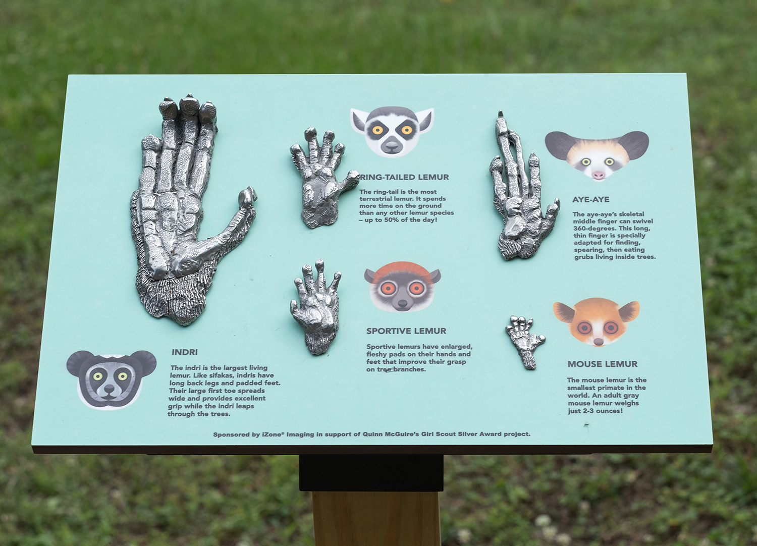 A sign with life-size 3D casts of lemur hands, with drawings and descriptions of each species