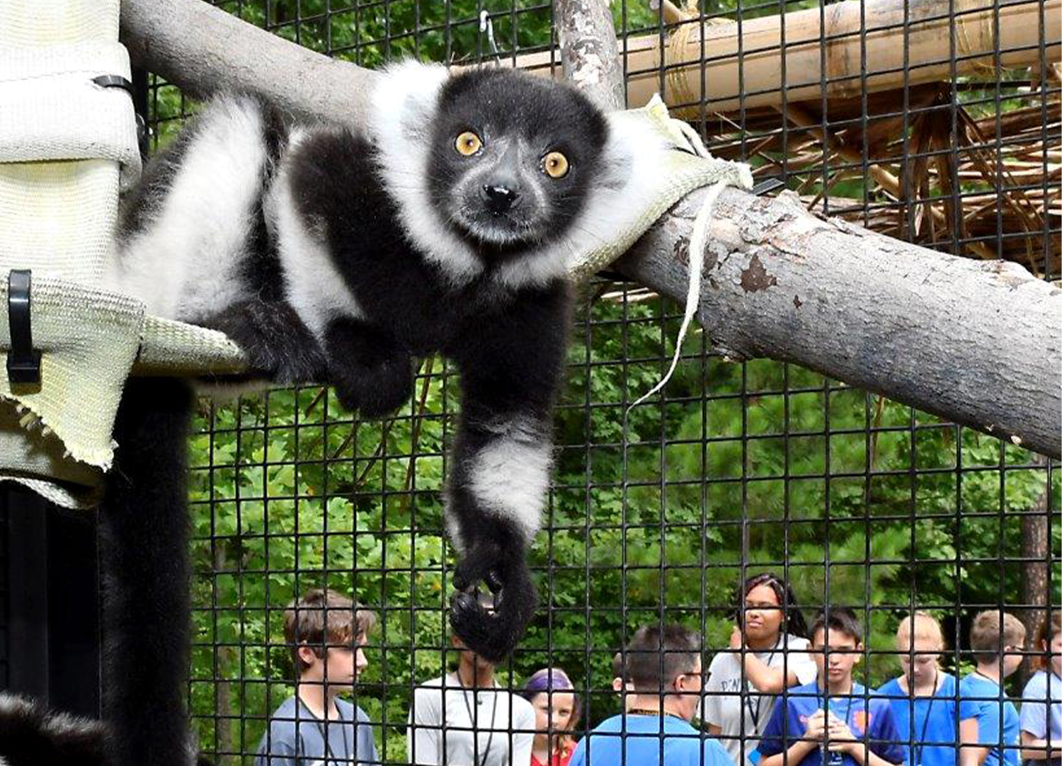 A ruffed lemur plays inside her enclosure with a tour group in the background