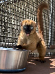 blue-eyed black lemur infant looking at camera with front hands on rim of water bowl