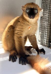blue-eyed black lemur female infant sitting upright