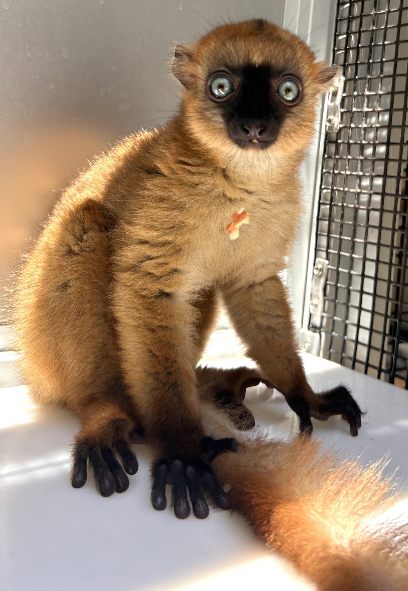 blue-eyed black lemur female infant sitting upright