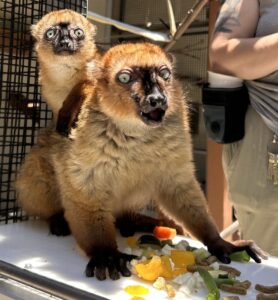 Infant blue-eyed black lemur sitting on mom's back