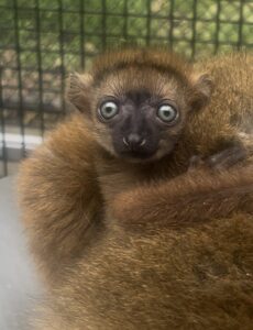 infant blue-eyed black lemur clings to mom's back