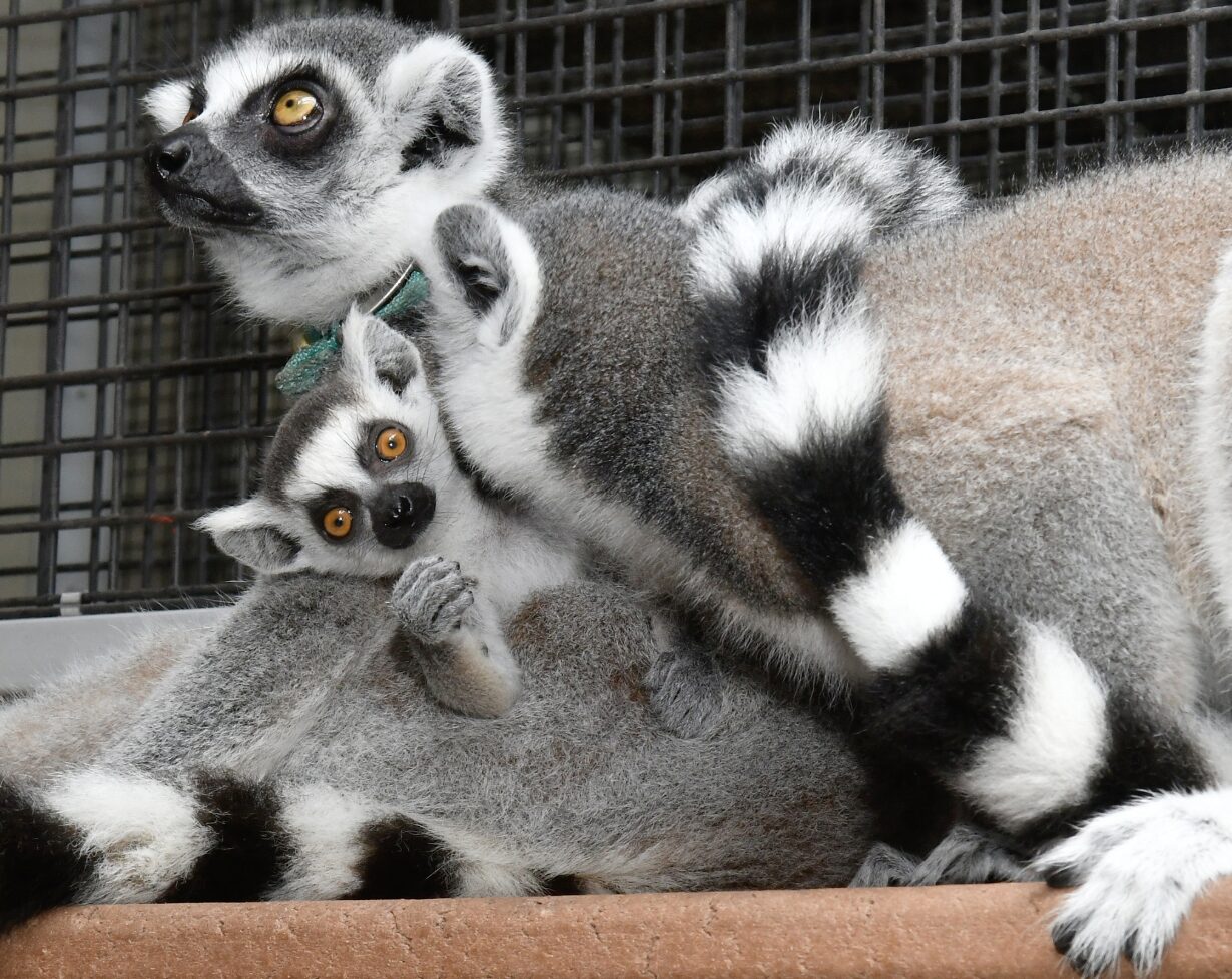 A ring-tailed lemur infant clings to his mothers belly while being groomed by his older sibling