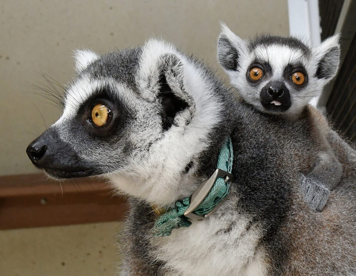 An infant lemur clings to her mothers back and flicks her tongue at photographer
