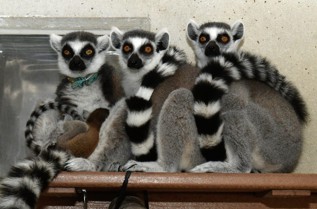 A family of ring-tailed lemur infants, including a tiny infant nursing his mother