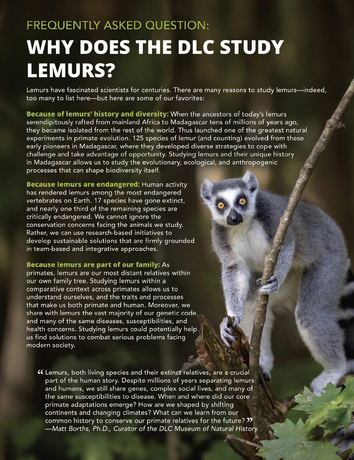 A poster with a ring-tailed lemur and the title "Why does the DLC study lemurs?" The text on the poster consists of the quote at the top of the webpage and the four paragraphs below the poster.