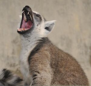 Female ring-tailed lemur with mouth open and nose pointed upward
