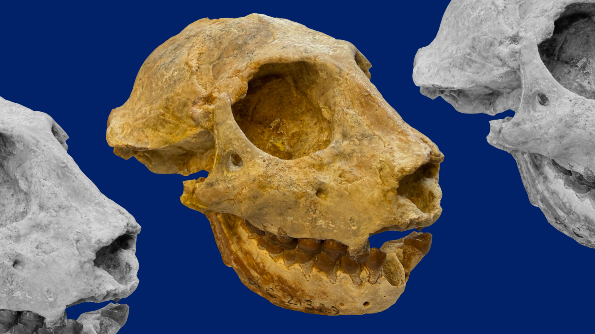 A tan-colored fossil skull against a background of Duke Royal Blue.