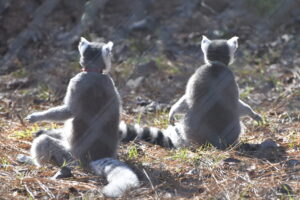 Two ring-tailed lemurs facing away from the camera sun worshipping