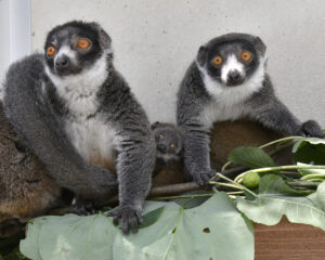 Two adult mongoose lemur females sit side by side, with an infant peeking out of one's belly