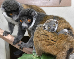 Two female mongoose lemurs, one with an infant clinging to her side, sit on a branch