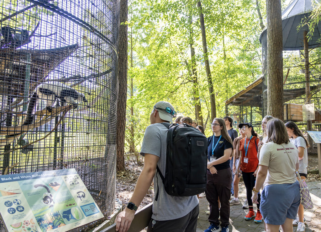 Tour guests look at a ruffed lemur inside his enclosure on the summer tour path, against a bright wooded background with an educational sign about ruffed lemurs.