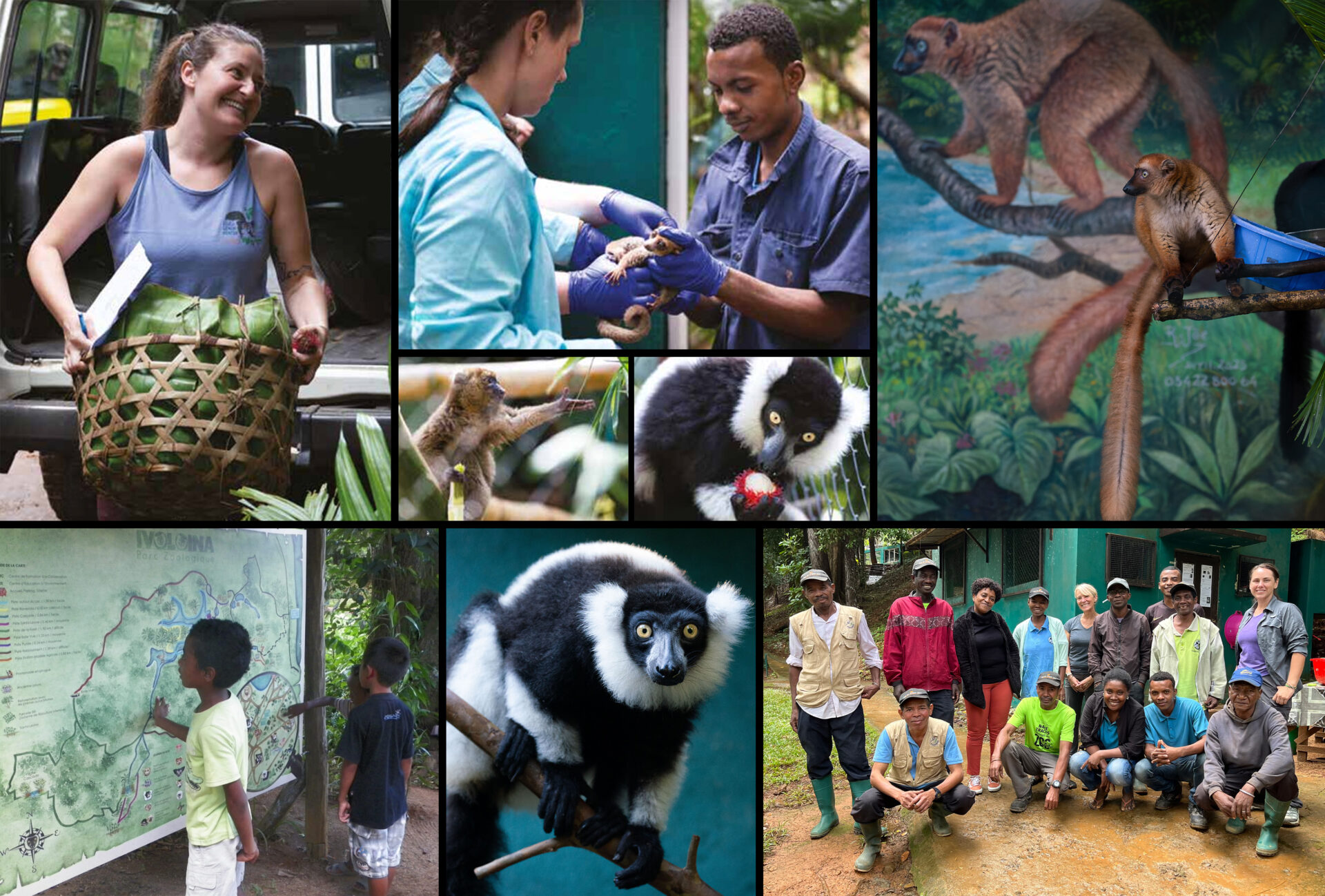 A collage of activities at Parc Ivoloina: bringing food to lemurs, doing a body condition assessment, a blue-eyed black lemur inside a beautifully painted enclosure, two ruffed lemurs, two young boys examining the entrance sign, and the zookeeper team.