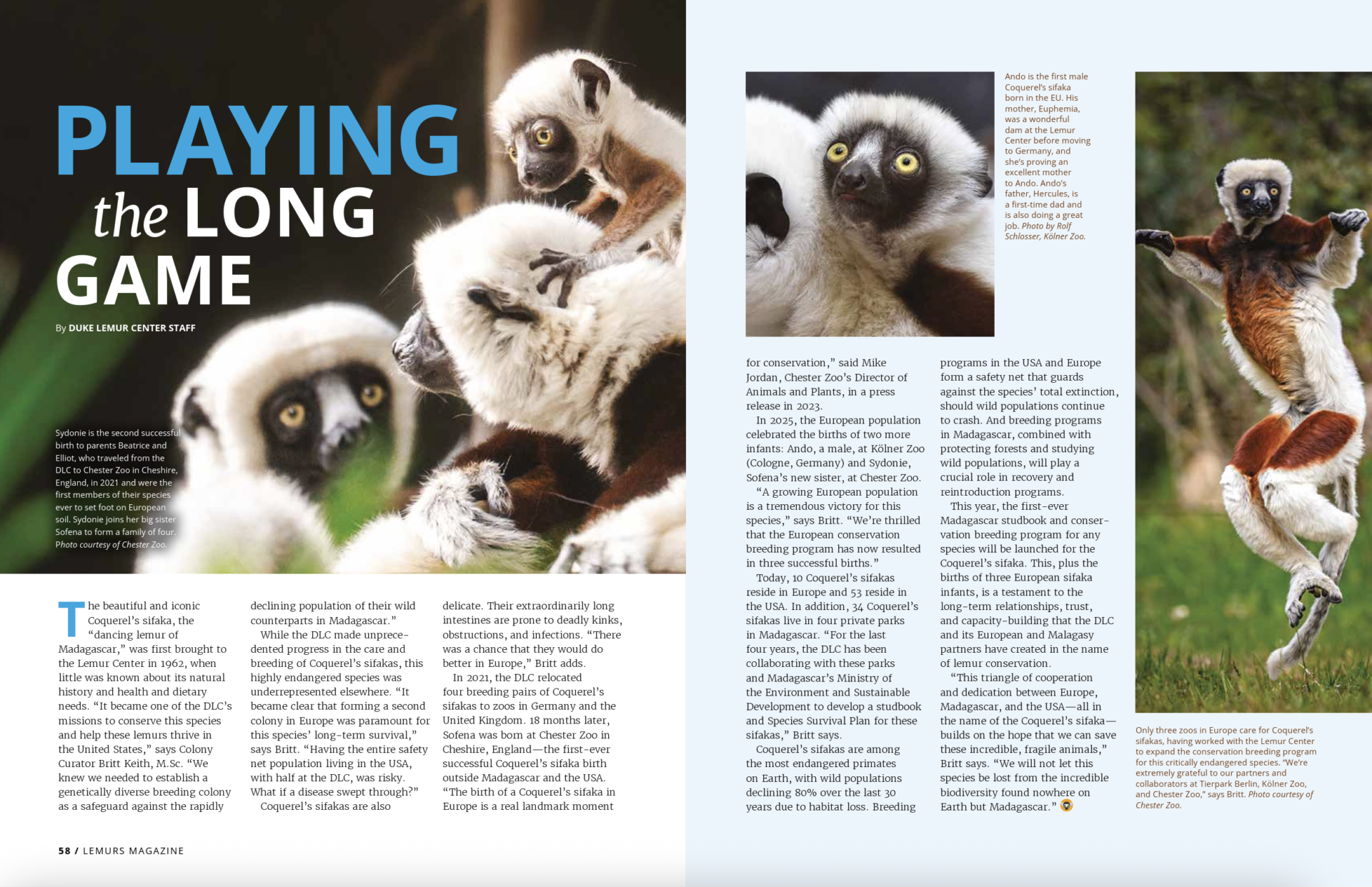 Two-page magazine spread with the title "Playing the Long Game" and photos of sifaka infants