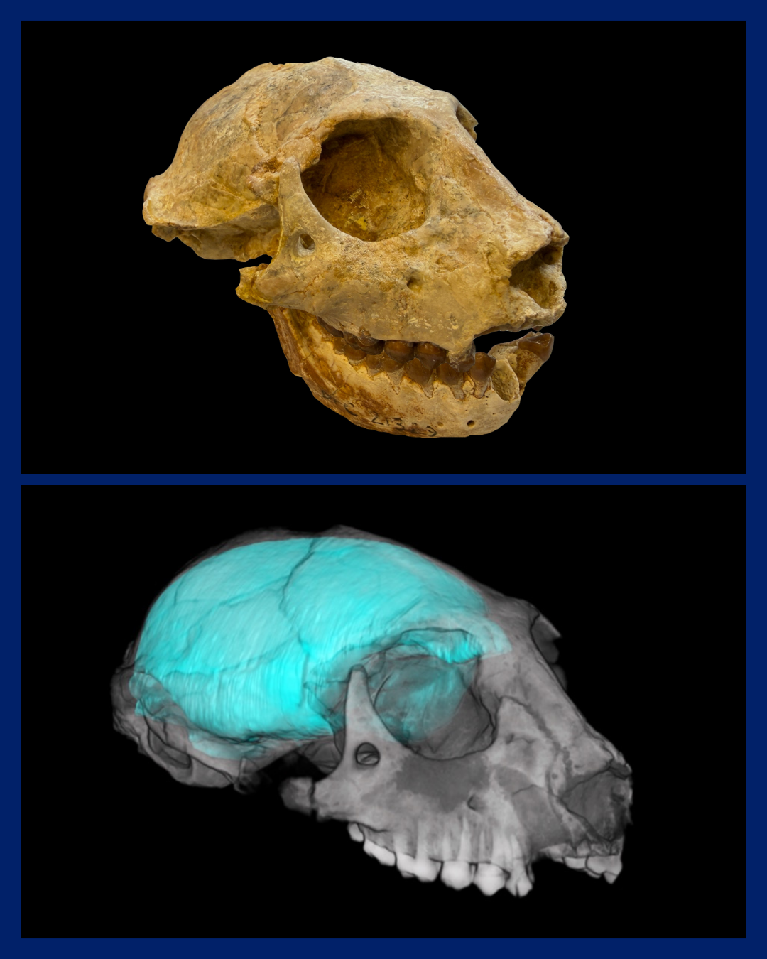 An image of two primate skulls against a black background. The top is a fossilized skull, and the second is a virtual model of the same skull and the inside of the brain case, called an endocast. 