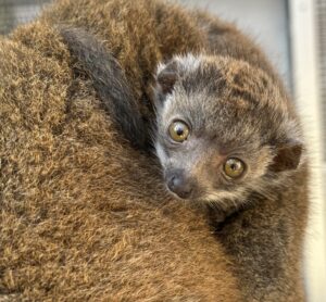 close up photo of infant mongoose lemur head
