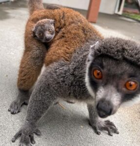 Mongoose lemur infant clinging to mom