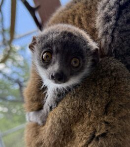 Mongoose lemur infant clinging to mom