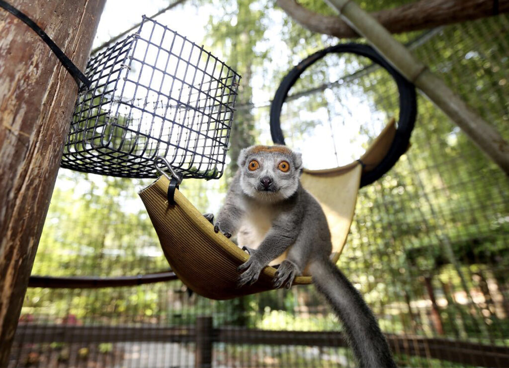 A female crowned lemur looks at the viewer while sitting on structural enrichment created with fire hose, a large round rubber ring, bamboo, and branches