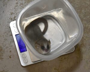 Three month old mouse lemur infant sits in a weigh container on a scale, showing 18.1 grams in weight.