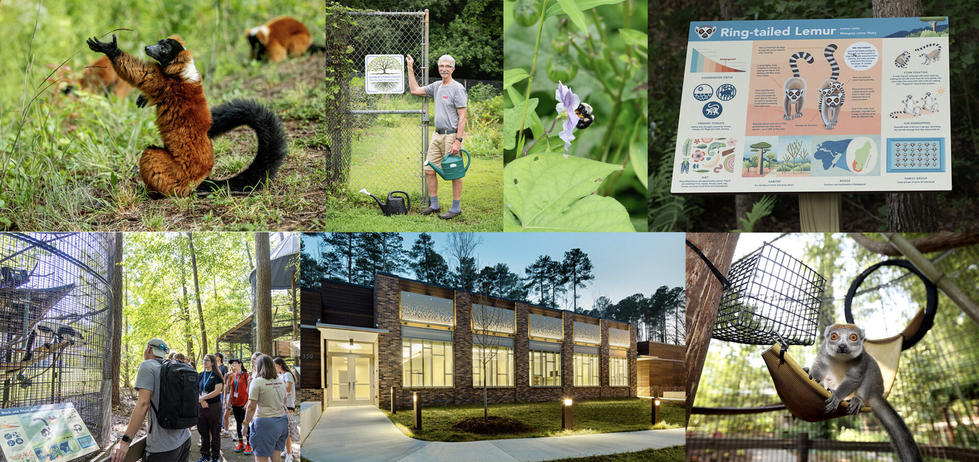 A collage of images showing the DLC's free-ranging enclosures, gardens, summer tour path, signage, lemur hospital, and structural enrichment