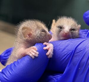 Close up photo of two mouse lemur infants held in gloved hands
