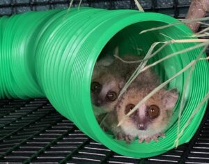 Gray mouse lemur mom and infant peek out of green plastic tube.