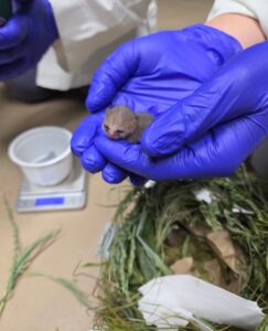 A mouse lemur infant, held in gloved hands. On the table below are a weigh cup on a scale and a mouse lemur nest.