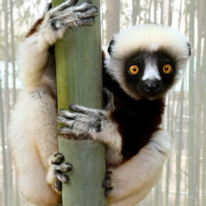 young brown and white Coquerel's sifaka looking at you with interest