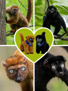Heart shaped center section with photos of blue-eyed black lemur plushes wearing Duke bandanas. In each corner of the image are photos of female and male blue-eyed black lemurs.