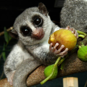 Gray Fat-tailed dwarf lemur holding a fruit snack in its little hands and looking at you with interest
