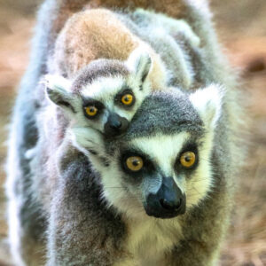 Gray Ring-tailed lemur infant with golden brown eyes gazing at you as it rides atop its mother's back and she is focused on where she is heading