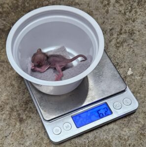 Gray mouse lemur in yogurt cup sitting on scale. Scale reads 6.2 grams.