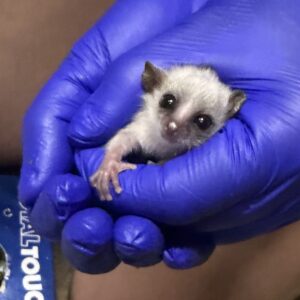 A young gray mouse lemur is held in blue gloved hands, face peeking out