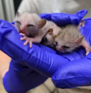 Three newborn mouse lemurs held in blue gloved hands