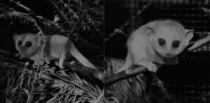 Side by side black and white photos of two mouse lemur infants perched on branches
