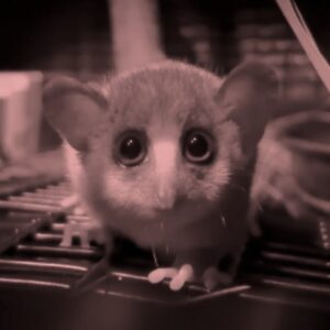 Gray mouse lemur infant face in red light looking at camera